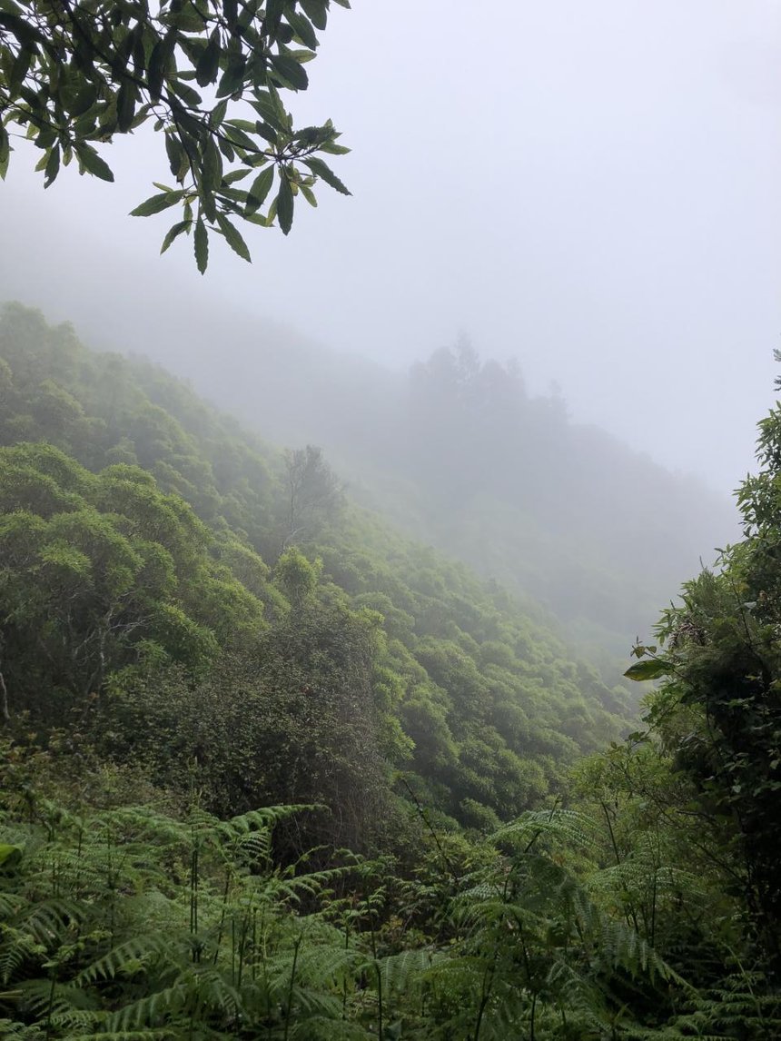 BROUILLARD